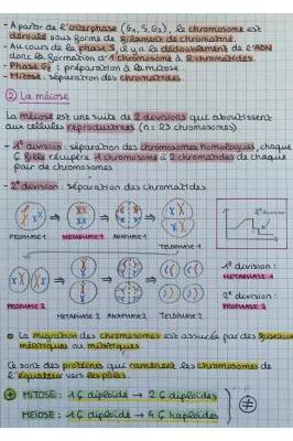 Les divisions cellulaires des eucaryotes