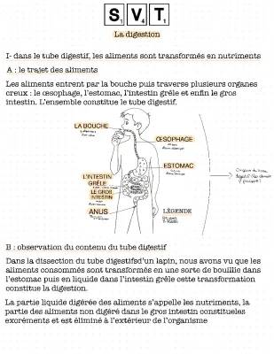 Évaluation SVT 5ème: La Digestion et l'Appareil Digestif