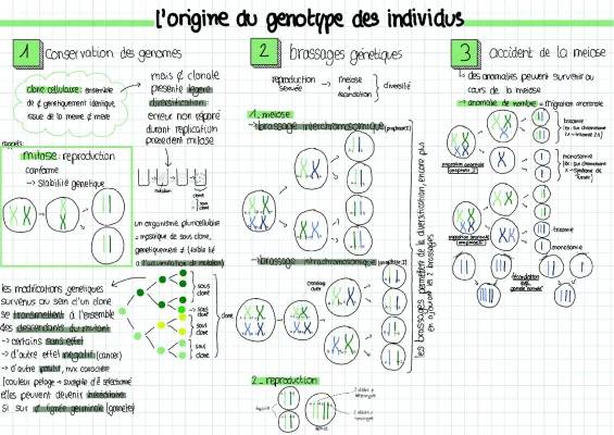 Découvre le Brassage Génétique et les Anomalies Chromosomiques !