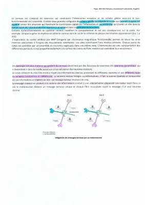 Découvre les Secrets du Système Nerveux: Schémas et Exercices!