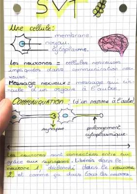 Les cellules , les neurones et la drogues dans le cerveau 