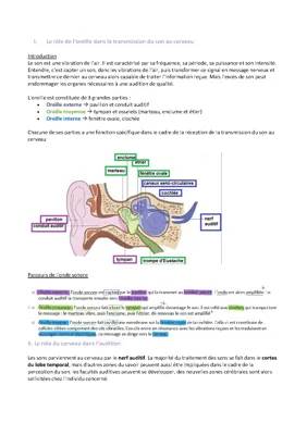 Schéma et Rôle de l'Oreille: Externe, Moyenne, et Interne