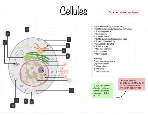 Les Mystères du Crâne Humain et de l'Appareil Respiratoire