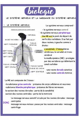 Schéma Système Nerveux: Central, Périphérique, et Autonome pour les Enfants