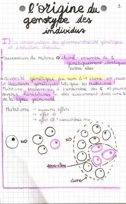 L'origine du Génotype et Diversité Génétique : Fiche de Révision pour Terminale