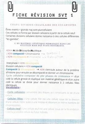 Les Divisions Cellulaires des Eucaryotes - Fiche, Exercice, Schéma, et Cours PDF