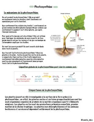 Photosynthèse : explication simple et Schéma