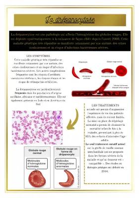 Tout savoir sur la drépanocytose : Traitement, dépistage et symptômes