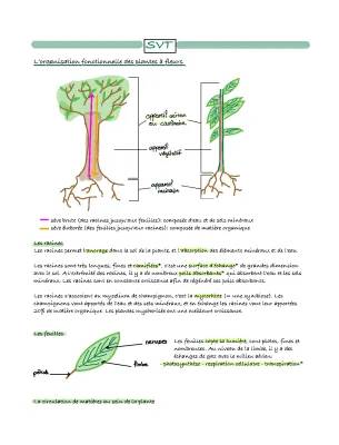 Organisation Fonctionnelle des Plantes à Fleurs: Fiche de Révision et Schémas SVT Terminale