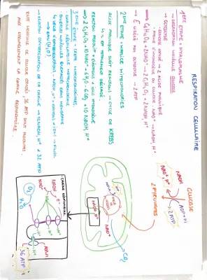 Simple Guide to How Glucose Breaks Down: Glycolysis and Krebs Cycle