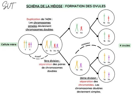 La méiose