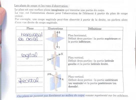 Plans de Coupe en Biologie: Coupe Transversale, Coupe Longitudinale, et Plus