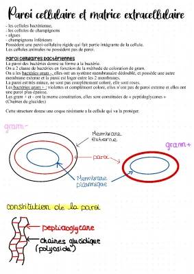  fiche de révision sur la paroi cellulaire et la matrice extracellulaire 