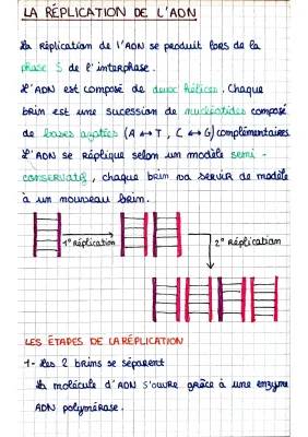 Les étapes de la réplication de l'ADN et les Types de Mutations Génétiques PDF - Cours SVT Facile