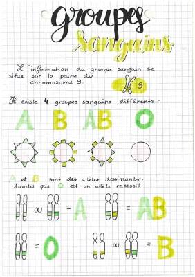 Découvre les Groupes Sanguins : Tableau, Chromosomes et Allèles Amusants!