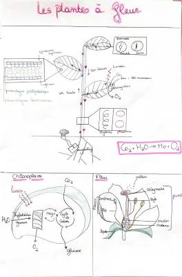 Schéma Plante SVT Terminale - Cycle de Calvin et Photosynthèse