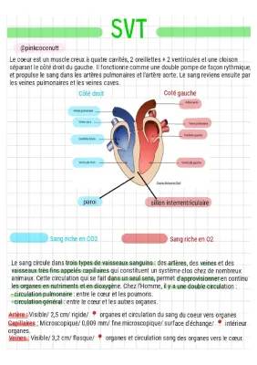 Comment ton cœur fonctionne et comment le sang circule