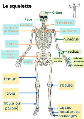 Découvre le Squelette Humain : Schéma et Anatomie Facile