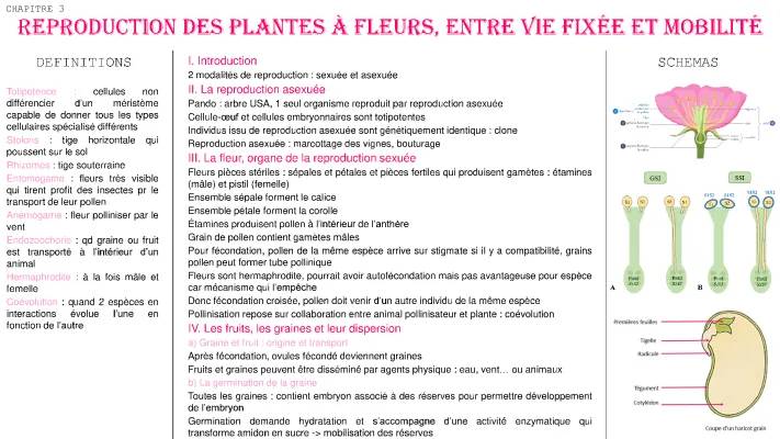 Reproduction des plantes à fleurs, entre vie fixée et mobilité 