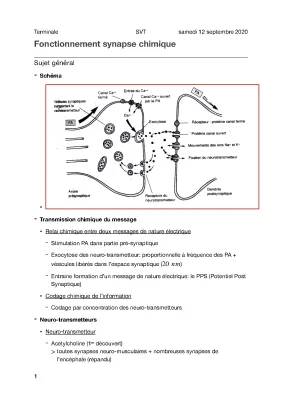 Découvre la Synapse : Schémas et Fonctionnement pour les SVT