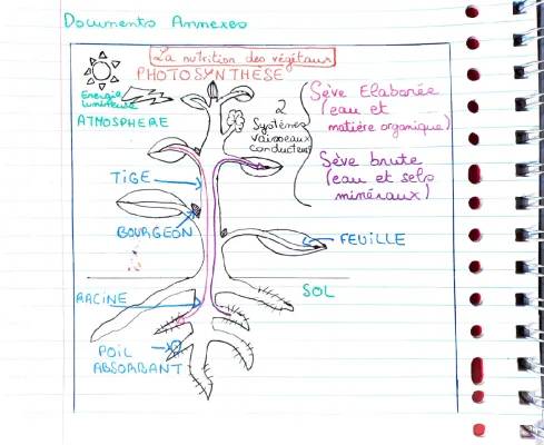 Évaluation et Cours SVT 4ème : Photosynthèse et Nutrition des Végétaux