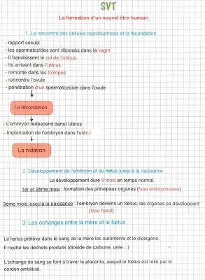 Comment un Bébé Commence : Le Processus de Fécondation Humaine Expliqué