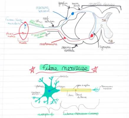 Découvre le Fuseau Neuromusculaire et Plaque Motrice : Schémas et Définitions Simples