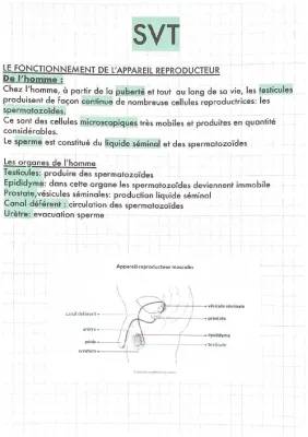 Le fonctionnement de l'appareil reproducteur masculin et féminin - Schémas et explications pour les 4ème