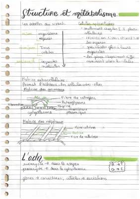 Comprendre le Métabolisme et les Cellules: Eucaryotes vs Procaryotes