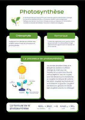 Photosynthèse : Explication Simple et Schéma des Étapes