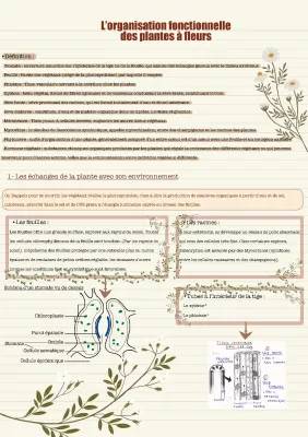 l'organisation fonctionnelle des plantes à fleurs 