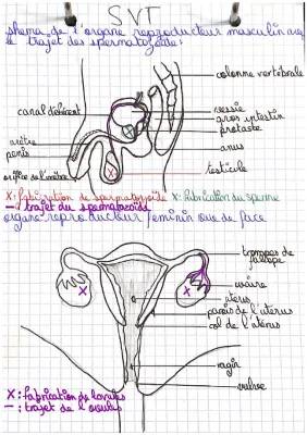 schéma des 2 appareils reproducteurs 