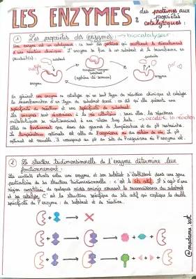 Rôle et caractéristiques des enzymes - SVT