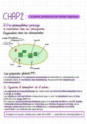 Discover Photosynthesis: Chloroplasts, Pigments, and the Calvin Cycle!