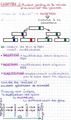 Accidents génétiques de la méiose: trisomie 21, croisement inégal et mutations