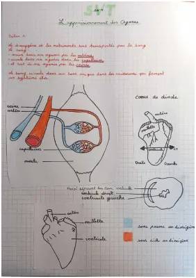 Comment Fonctionne le Système Circulatoire Humain ?