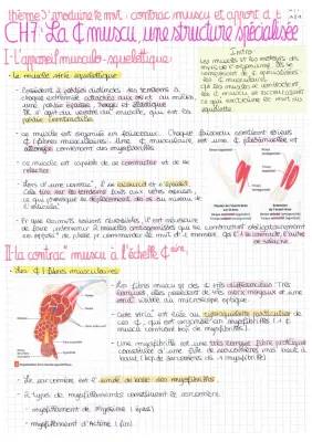 Tout sur la Cellule Musculaire Striée Squelettique et la Contraction Musculaire