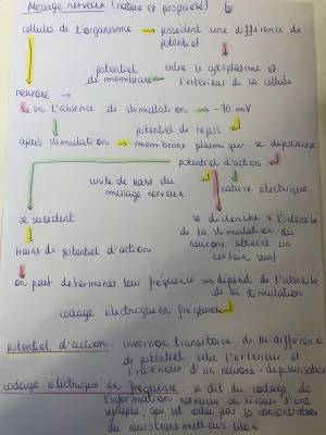 Le trajet du message nerveux et les réflexes en SVT Terminale