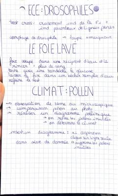 Découvre le TP Drosophile Corrigé et l'Hydrolyse de l'Amidon