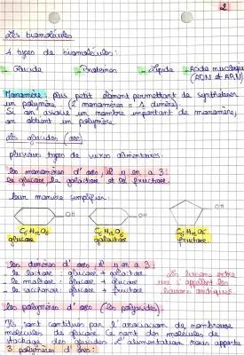 Des glucides aux biomolécules - Digestion et métabolisme pour les jeunes