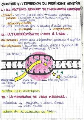 C'est quoi l'expression du patrimoine génétique ?