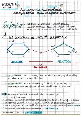 Comment l'Enzyme de Saccharase Travaille