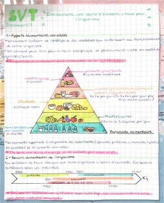 Les besoins nutritionnels du corps humain - Les différents types et leurs rôles simples