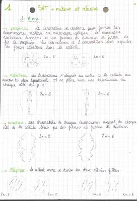 Les étapes de la division cellulaire: mitose et méiose, schéma et PDF