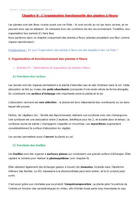 L'organisation fonctionnelle des plantes à fleurs - PDF, Fiche de révision et Schémas