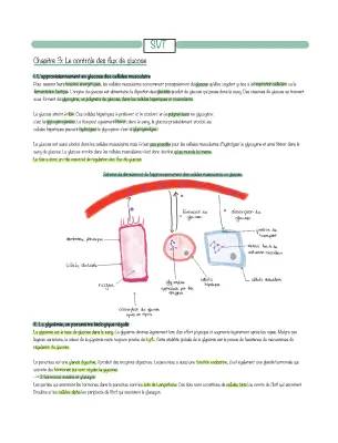 How the Pancreas Controls Sugar: Insulin, Glucagon, and Glucose Storage!