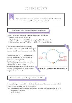 Les 3 Voies de Régénération de l'ATP et la Contraction Musculaire