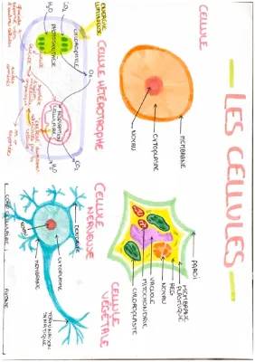 Photosynthèse et Mitochondries: Schémas et Explications Simples