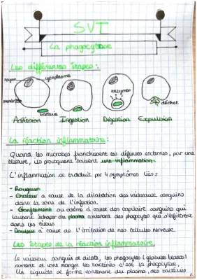 Découvre les Étapes de la Réaction Inflammatoire et les Barrières Naturelles