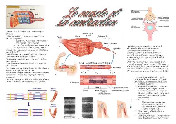 Découvre les Muscles : Schémas et Infos sur le Muscle Squelettique et la Myopathie de Duchenne